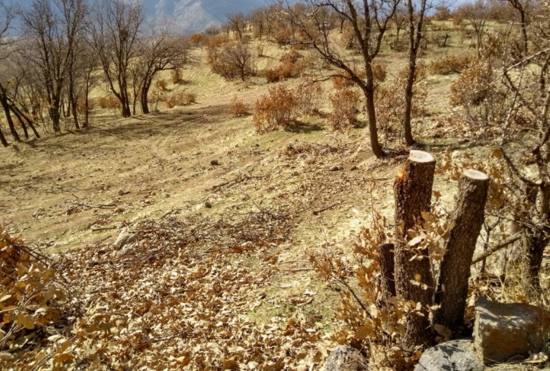 درێژه‌ی له‌ ناوبردنی دارستانه‌كانی مه‌ریوان له‌ لایه‌ن كه‌سانی سه‌ر به‌ ڕژیمه‌وه‌