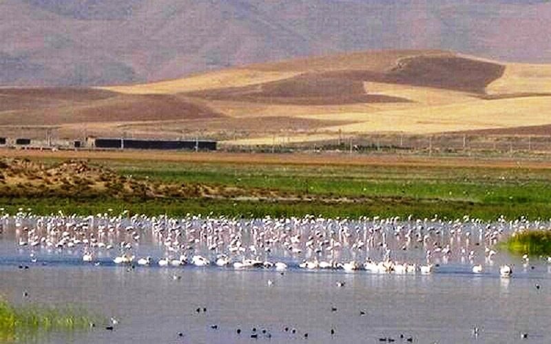 لەنێوبردنى ١٢ هێکتار لە تاڵاوى درگەى نەغەدە بە هۆى ئاگرتێبەردانییەوە